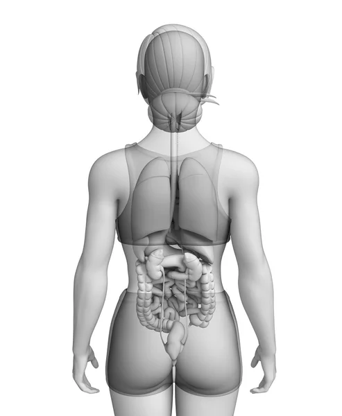 Verdauungssystem der weiblichen Anatomie — Stockfoto