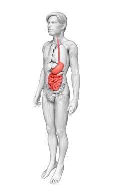erkek anatomisi ince bağırsak
