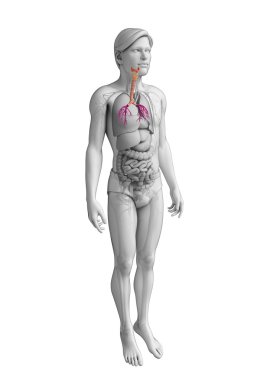 erkek boğaz anatomisi