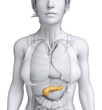 kadın pankreas anatomisi