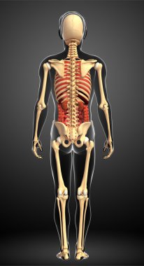  erkek iskeleti ve sindirim sistemi