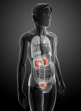 erkek üriner sistem