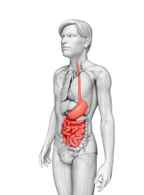 erkek anatomisi ince bağırsak