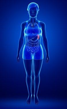 kadın dalak anatomisi