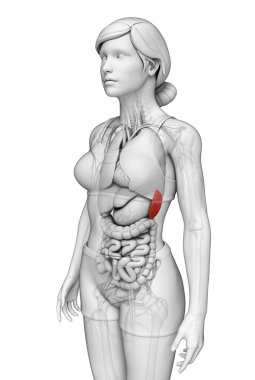 kadın dalak anatomisi