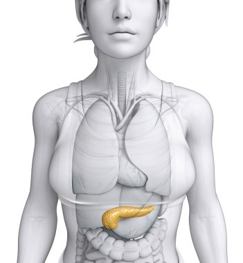 kadın pankreas anatomisi