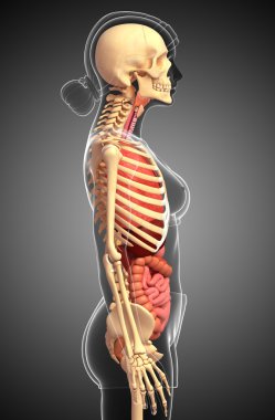 dişi iskeleti ve sindirim sistemi