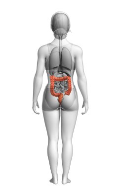 kadın kalın bağırsak anatomisi