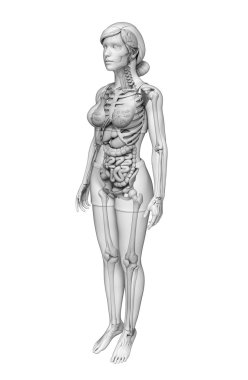 sindirim sistemi kadın anatomi