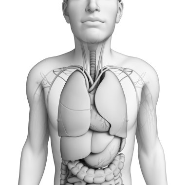 erkek anatomisi, sindirim sistemi
