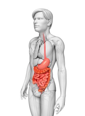 erkek anatomisi ince bağırsak