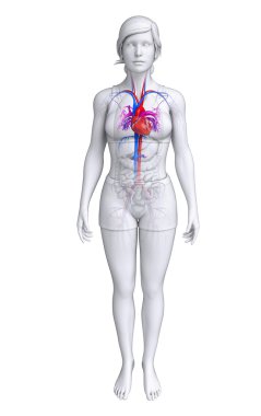  kadın kalp anatomisi