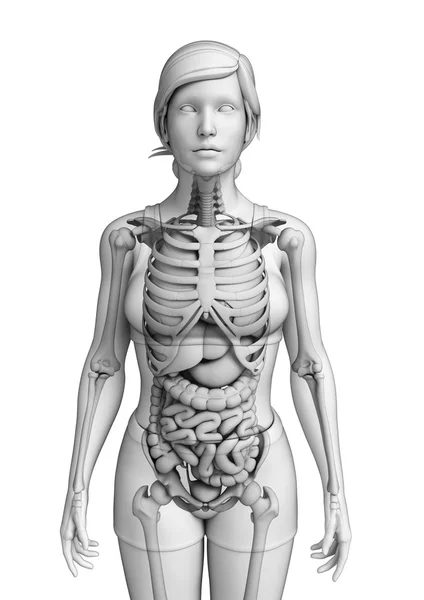 Verdauungssystem der weiblichen Anatomie — Stockfoto