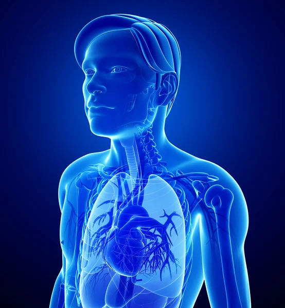 Manliga röntgen respiratoriska ststem konstverk — Stockfoto