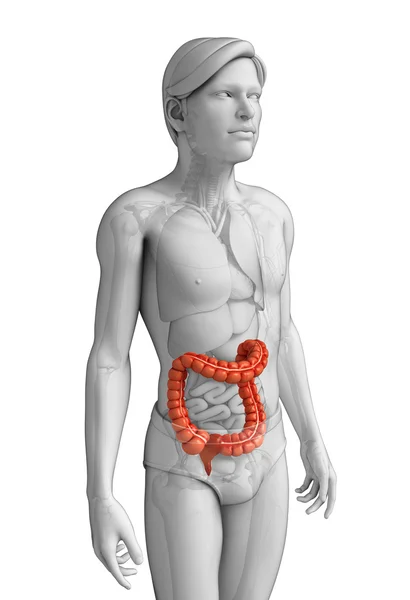 Anatomia dell'intestino crasso maschile — Foto Stock