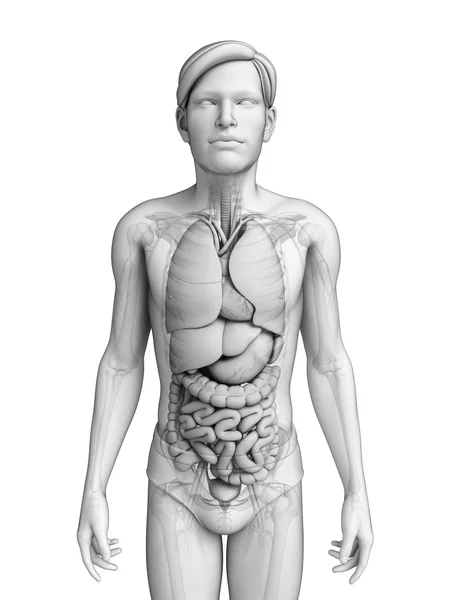 Пищеварительная система мужской анатомии — стоковое фото