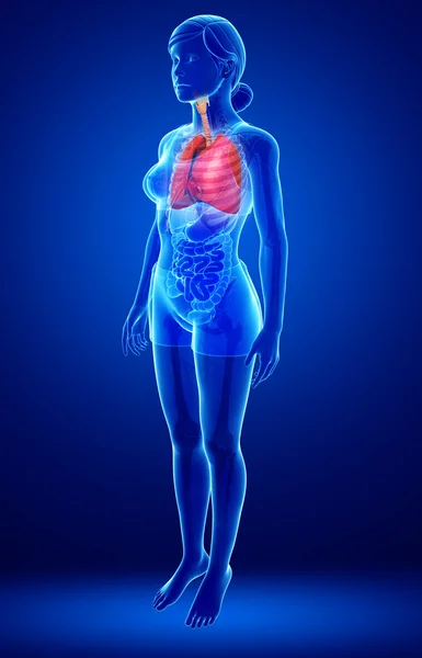 Anatomía pulmonar femenina — Foto de Stock