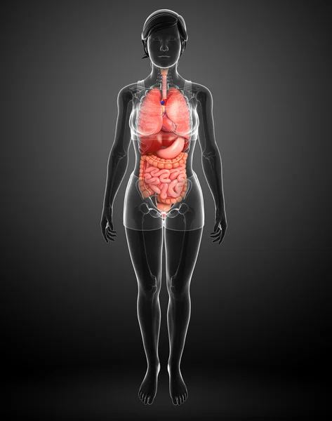 Opere d'arte del sistema digestivo femminile — Foto Stock