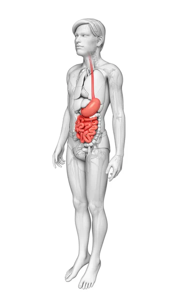 Dünndarmanatomie des Mannes — Stockfoto