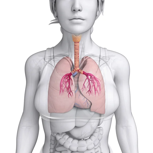 Pulmones masculinos anatomía —  Fotos de Stock