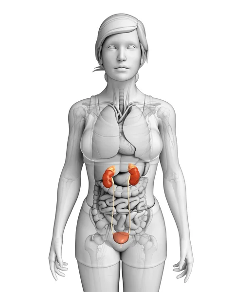 Vrouwelijke urine-systeem — Stockfoto