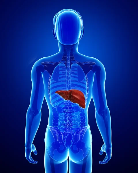 Male liver anatomy — Stockfoto