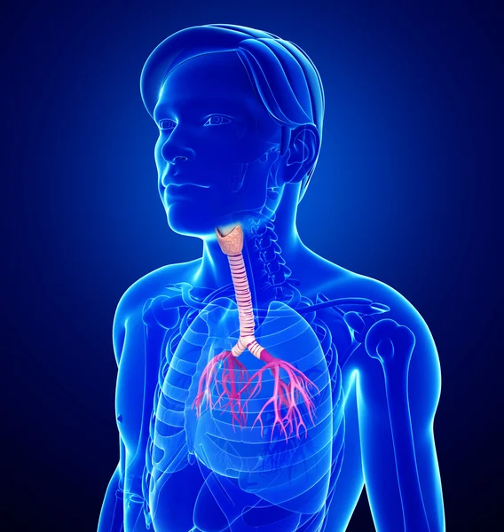 Anatomie der männlichen Kehle — Stockfoto