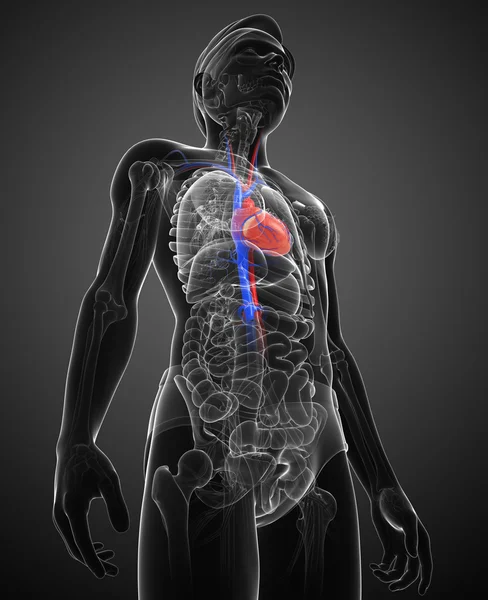 Mannelijke hart anatomie — Stockfoto