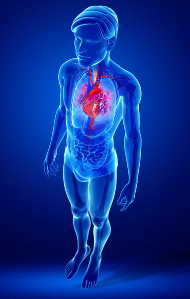 Anatomía del corazón masculino —  Fotos de Stock