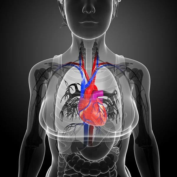 Женская анатомия сердца — стоковое фото