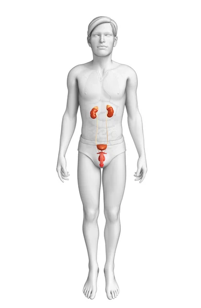 Male urinary system — Stock Photo, Image