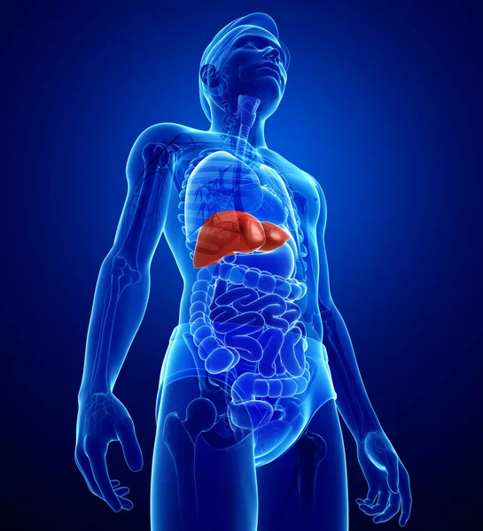 Male liver anatomy — Stock Photo, Image