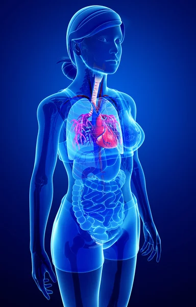 Vrouwelijke hart anatomie — Stockfoto