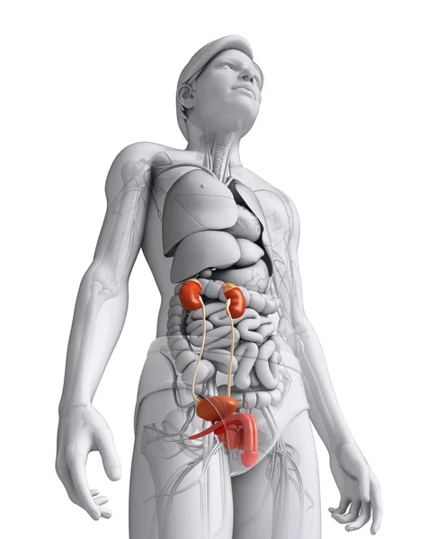 Male urinary system — Stock Photo, Image