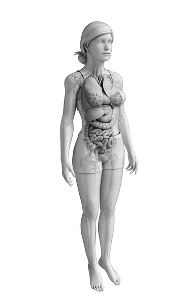 Grafika kobieta układu pokarmowego — Zdjęcie stockowe