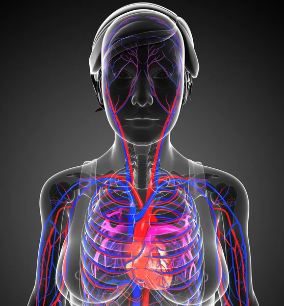 Corazón femenino circulatorio — Stok fotoğraf