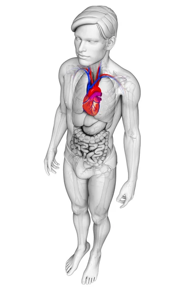 Erkek kalp anatomisi — Stok fotoğraf