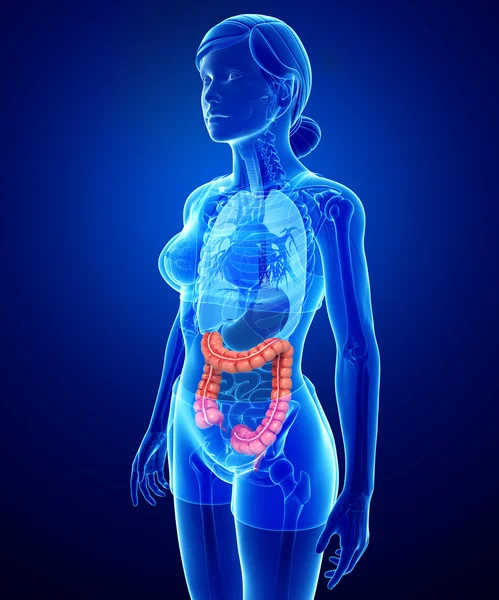 Female large intestine anatomy — Stock Photo, Image