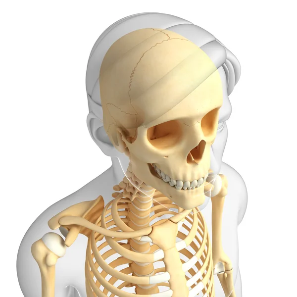 Anatomie des menschlichen Skeletts — Stockfoto