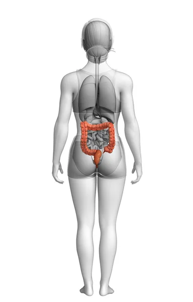 Anatomie du gros intestin féminin — Photo