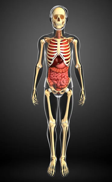 Мужской скелет и пищеварительная система — стоковое фото