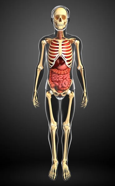 男性のスケルトンと消化器系 — ストック写真