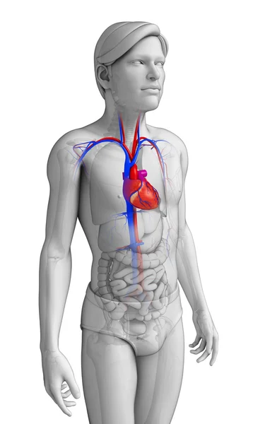 Anatomía del corazón masculino —  Fotos de Stock