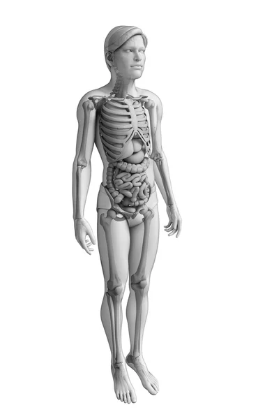 Erkek anatomisi, sindirim sistemi — Stok fotoğraf