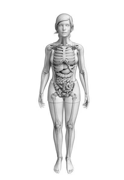 Trávicí systém ženské anatomie — Stock fotografie