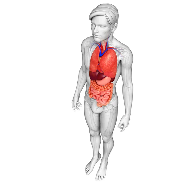 Apparato digerente del corpo maschile — Foto Stock