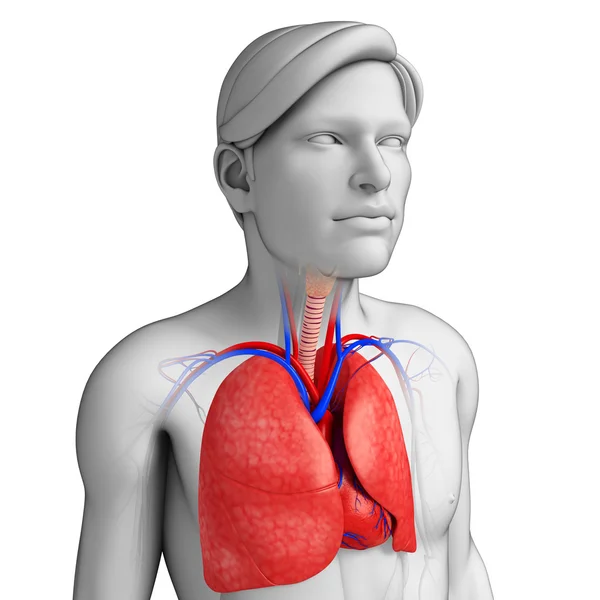 Anatomia polmonare maschile — Foto Stock