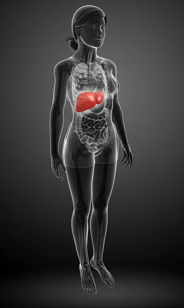 Female liver anatomy — Stock Photo, Image