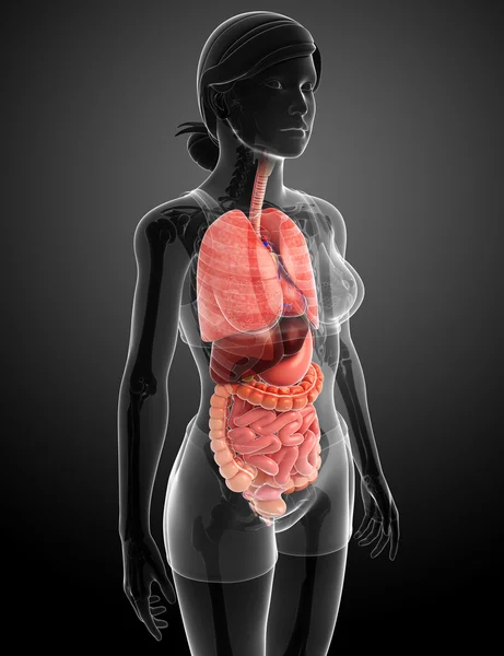 女性の消化器系のアートワーク — 图库照片