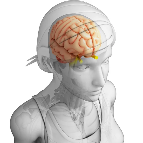 Human brain antomy — Stock Photo, Image